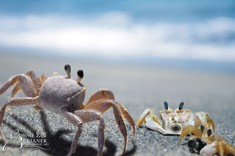 Crab Photoshoot