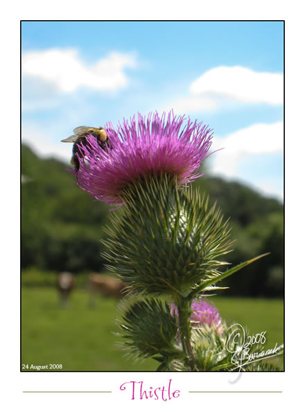 Thistle and Bumblebee at Alice Acres Farm