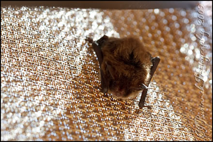 Little Brown Myotis Bat