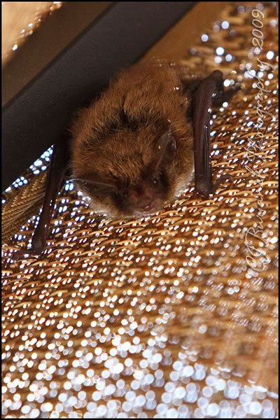Little Brown Myotis Bat